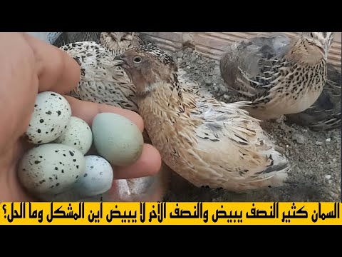 🚨 لماذا نصف طيور السمان يبيض والنصف الآخر لا؟ اكتشف السبب والحل النهائي! 🥚🐥