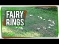 Understanding Fairy Rings