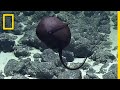 Understanding the Mysterious Fish