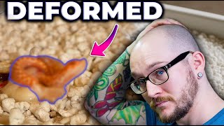 Hatching a DEFORMED Hognose Snake