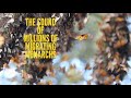 Monarch Butterfly Sanctuary Insights