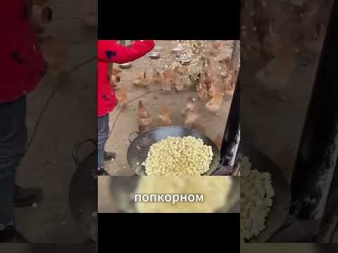 🐔 Куры на попкорне: как их выращивают в Китае?