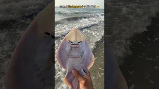 Saved A Rare Guitarfish From A Nearby Fishing Net 🥺