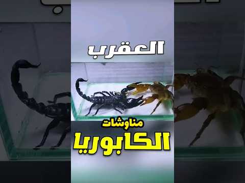 العقرب ضد السلطعون #العقرب #السلطعون
