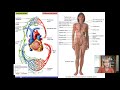 Lymphatic System Functions and Mechanisms