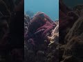 ビデオチュートリアルクイズ