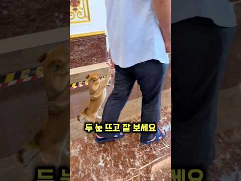 댕댕이가 두 발로 서서 걸어 다니는 이유
