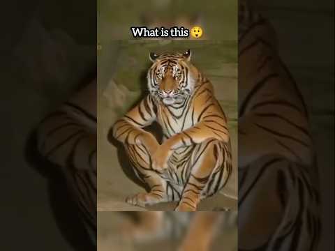 "Skinwalker disguised as Animals" | #animals #factvideo #facts #scary