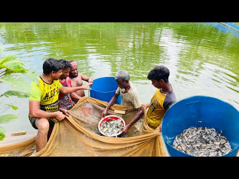 আজকে পুকুরে হাইব্রিড তেলাপিয়া ও দেশি মাছের রেনু ছাড়লাম #farming #fishing #villagepond #villagelife