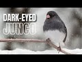 Dark-eyed Juncos: Winter Behavior and Traits