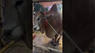 ৪ লক্ষ ৮০ হাজার টাকার বিশাল দেশাল গরু | মোহাম্মদপুর | কোরবানী ২০২৫