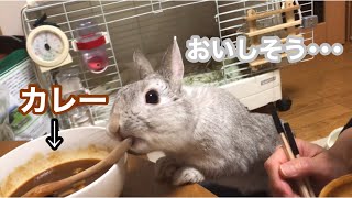 人間の食べ物を食べようとするうさぎさん！！