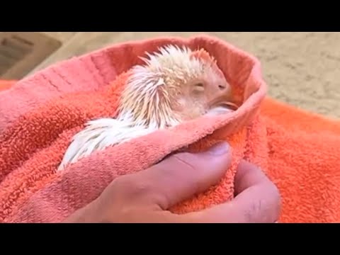 Man's amazing bond with dinner chicken