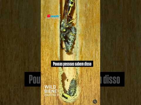 VESPA COLOCANDO OVOS PARA SE ALIMENTAR DE LARVAS