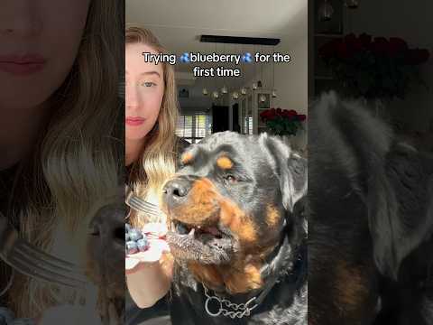 Trying blueberry for the first time🫐✨ #rottweiler #doggielife #dogs #puppy #funny #pets #dogmom