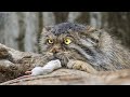 Wild Cats Adaptations and Characteristics