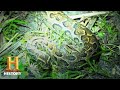 Hunters' Mission and Super Snakes