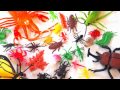 Vertebrates vs Invertebrates Concepts