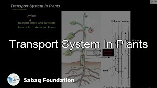 Transport System In Plants