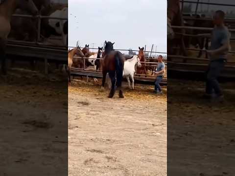Black vs white #horse