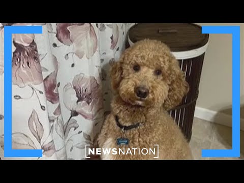 YouTube video thumbnail: Daring Chopper Rescue Saves dog From New York River