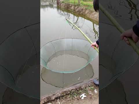 Lưới câu cá gấp gọn siêu dính - cách câu cá với dưa hấu #17 #shorts  #fishing  #fishingnets