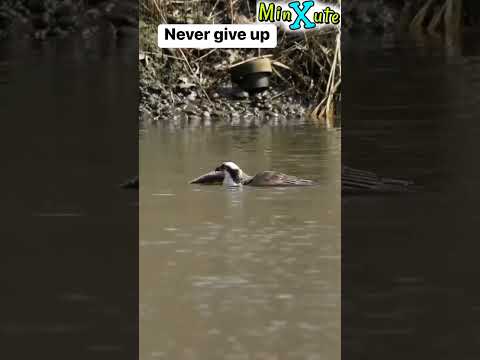 Don't Give up