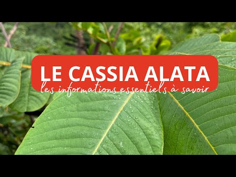 Cassia Alata : Le Secret pour le bien-être de votre peau !