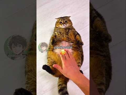 🐱 Gatto panzone (PARTE 4)