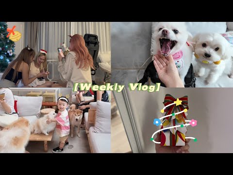 【Weekly Vlog】 一岁半宝宝唱歌了？！👶🏻 ｜圣诞交换礼物聚会🎄 ｜ 狗狗10岁生日会 🐶