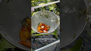 The perfect goldfish strainer