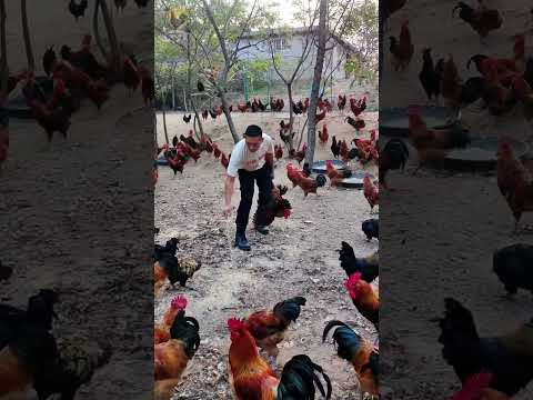 catch chickens to serve guests #chickenfarming