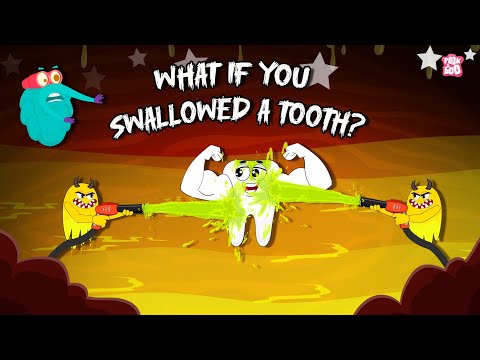 What Happens If You Swallow a Tooth 🦷 | What if We Swallow Teeth? | Digestion System | Dr. Binocs