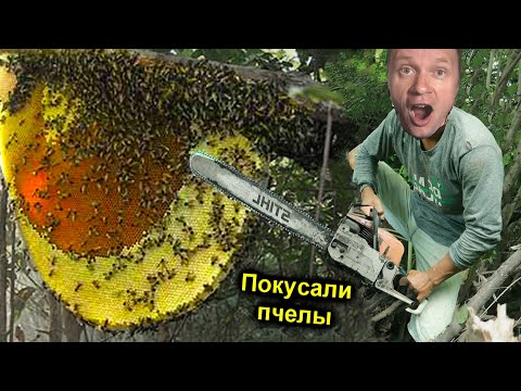 ✅Нашли УЛЕЙ ДИКИХ ПЧЁЛ ОГРОМНЫЙ 🐝ИСКУСАЛИ прям на ДЕРЕВЕ ☠️ ЛИХОРАДКА и ГАЛЮЦИНАЦИИ от УКУСОВ