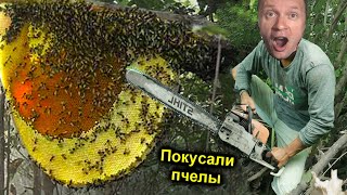 ✅Нашли УЛЕЙ ДИКИХ ПЧЁЛ ОГРОМНЫЙ 🐝ИСКУСАЛИ прям на ДЕРЕВЕ ☠️ ЛИХОРАДКА и ГАЛЮЦИНАЦИИ от УКУСОВ