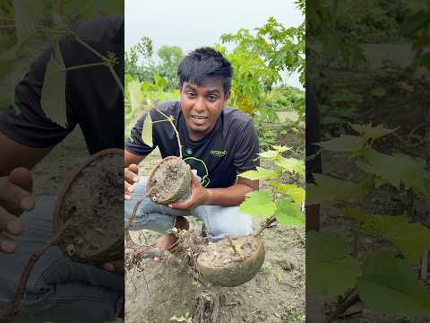 আঙ্গুর গাছ থেকে চারা তৈরি করার পদ্ধতি #farmers #agriculture