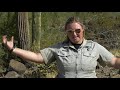 Exploring the Sonoran Desert Ecosystem