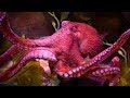 Octopus Biology and Behavior