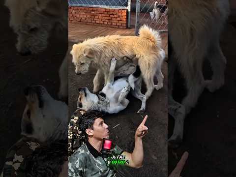 O CÃO MAIS RESPEITADO DO ABRIGO - Vida Animal Comentada