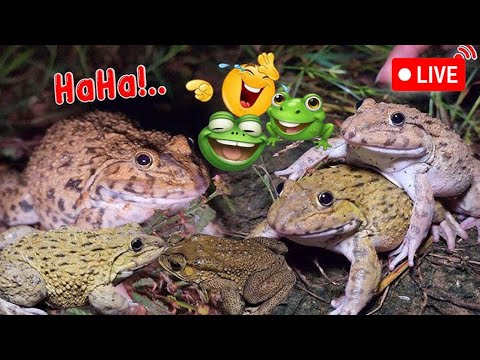 🤏Hand catching frogs 🐸 flying 🤏jumping 🐸Part 5