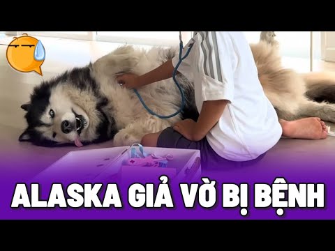 Những khoảnh khắc hài hước của thú cưng trên TikTok (Tập 2) 😂