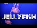 Jellyfish Life Cycle and Behavior
