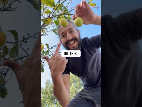 How to grow a lemon tree with a lemon from the supermarket! creative explained