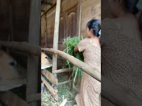 SAPI GAUSAH DI KASIH MAKAN!! #videoshort