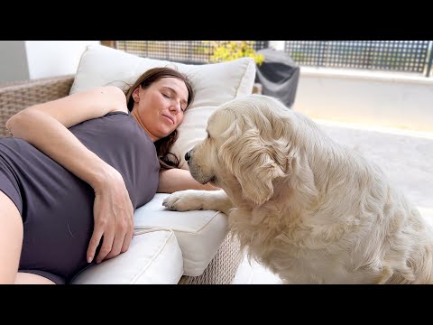 What My Dog Does When He Finds a Pregnant Woman Sleeping 🥹🐶💤