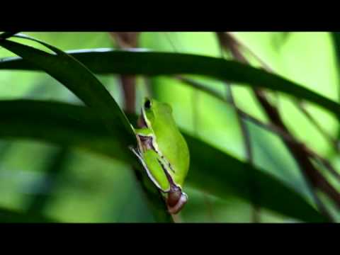 三崁店-諸羅樹蛙 - YouTube(1分52秒)