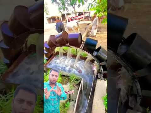 গরুর সাহায্যে খাল থেকে পানি উত্তোলন। #automobile #জমি #farming #কাজ #banglakrishi #agriculture #কৃষক
