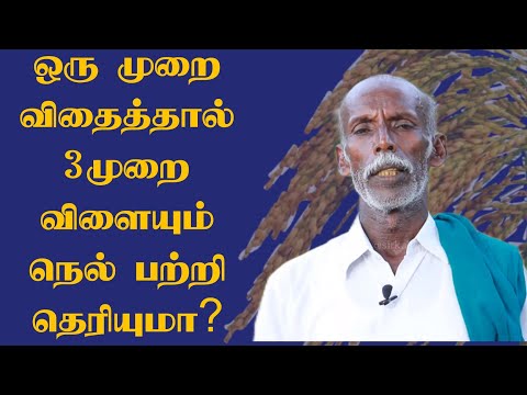 ஒரு முறை விதைத்தால் மூன்று முறை விளையும் பாரம்பரிய நெல்..