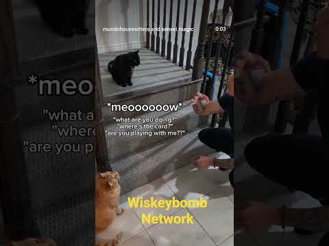 Guy teaches his pets a magic trick with cats, but black cat doesn't like it