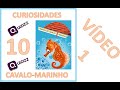 Cavalo-marinho: Características e Fatos